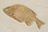 Green River Fossil Fish Mural with Mioplosus and Phareodus #295672-10